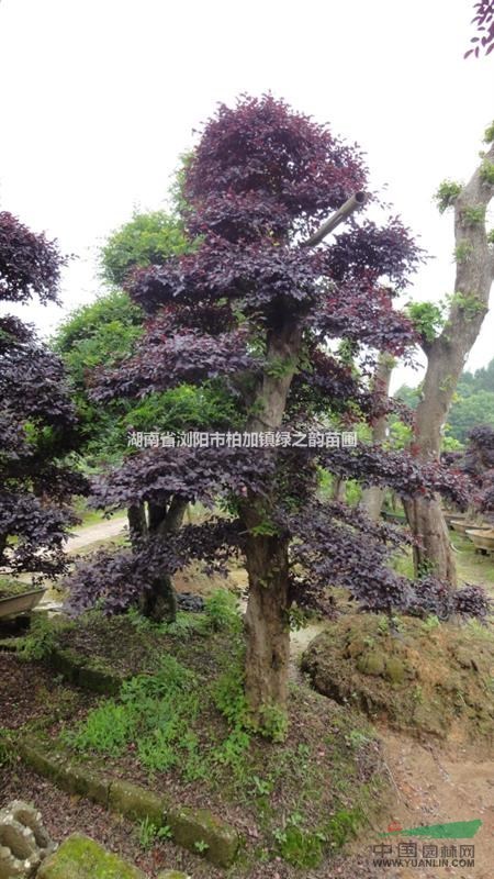 紅繼木小苗價格