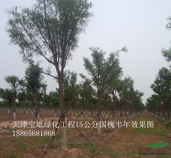 菏澤3公分白蠟價格