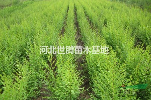 叢生金葉榆 金葉榆籬 80-1米高金葉榆