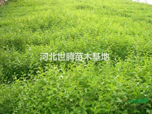 叢生金葉榆 金葉榆籬 80-1米高金葉榆