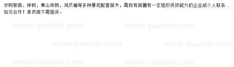 求購(gòu)紫薇、櫸樹(shù)、黃山欒等