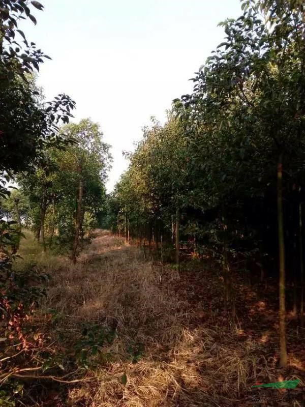湖南地區(qū)大量供應(yīng)香樟，杜英5公分