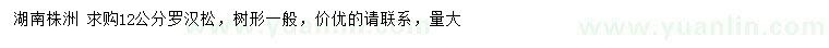 求購12公分羅漢松