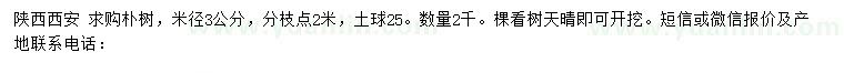 求購米徑3公分樸樹