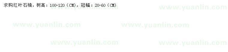 求購冠幅20-60公分紅葉石楠