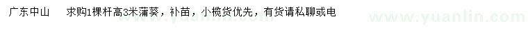 求購高3米蒲葵