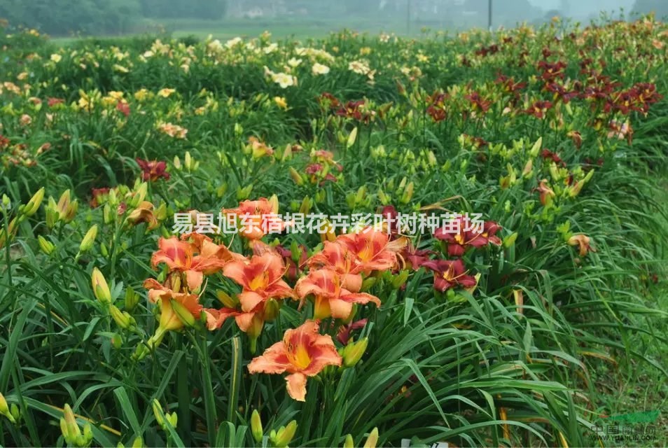 供應(yīng)耐寒花卉｜萱草｜，價格公道，品種齊全