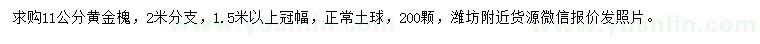 求購11公分黃金槐