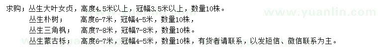 求購叢生大葉女貞、叢生樸樹、叢生三角楓等
