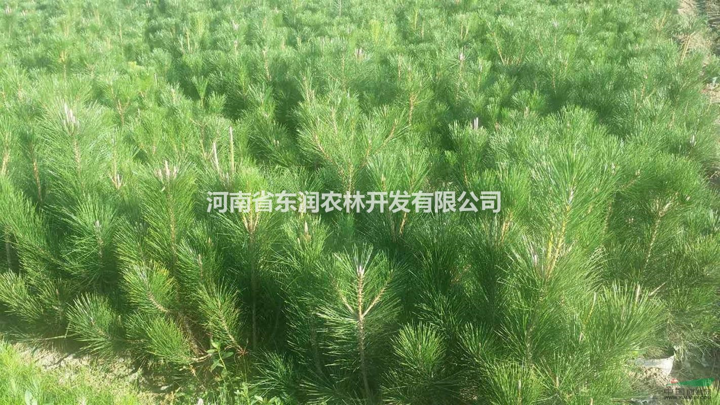 黑松小苗 ，黑松營養(yǎng)缽，