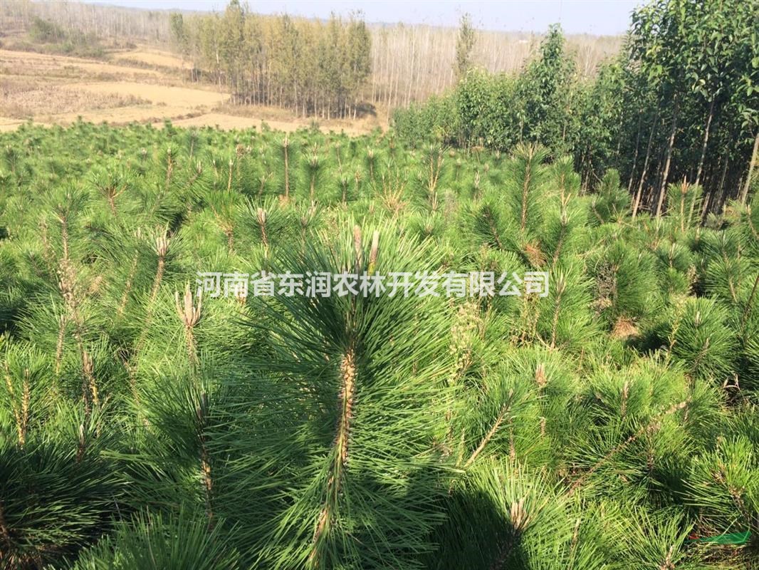 黑松小苗 ，黑松營養(yǎng)缽，