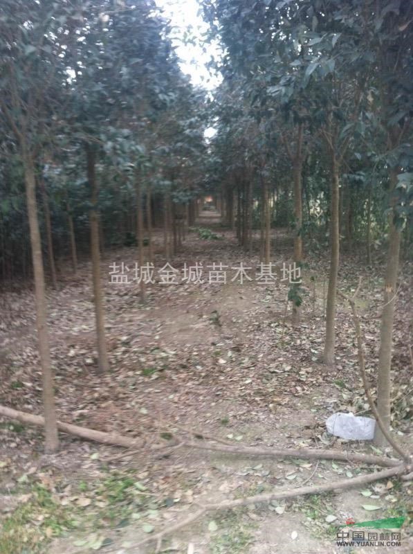 江蘇地區(qū)大葉女貞最新報價