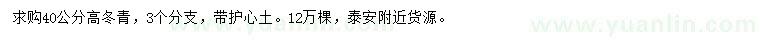 求購(gòu)高40公分冬青