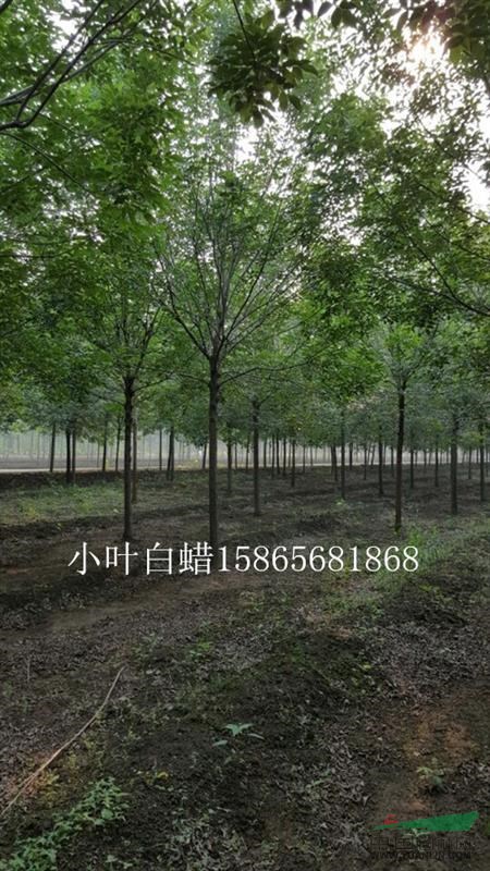 菏澤8公分白蠟90元