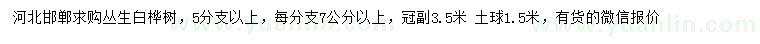 求購冠幅3.5米叢生白樺樹