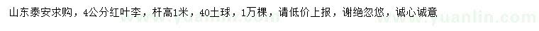 求購4公分紅葉李