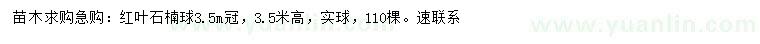 求購冠幅3.5米紅葉石楠球