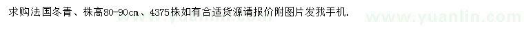 求購(gòu)高80-90公分法國(guó)冬青
