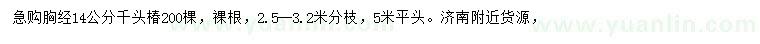 求購胸公分14公分千頭椿