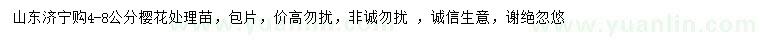 求購4-8公分櫻花