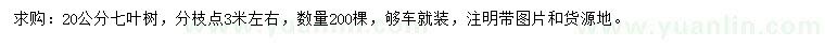 求購20公分七葉樹