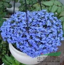翠蝶花六倍利花種子春季播種盆栽垂吊 四季觀花花卉種子 200粒行情報(bào)價(jià)\翠蝶花六倍利花種子春季播種盆栽垂吊 四季觀花花卉種子 200粒圖片展示