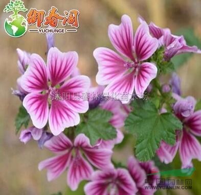 錦葵種子花朵碩大美麗栽培容易耐寒耐半蔭秋播花種子5克1400粒裝最新價格/錦葵種子花朵碩大美麗栽培容易耐寒耐半蔭秋播花種子5克1400粒裝報價
