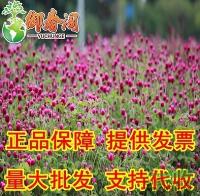 江蘇*千日紅種子 盆栽花種 陽臺庭院觀花種籽 火球花千年紅2元40粒