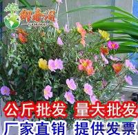 *太陽花種子 半支蓮種子重瓣 單瓣混色盆栽花園3克30000粒供應(yīng)/*太陽花種子 半支蓮種子重瓣 單瓣混色盆栽花園3克30000粒圖片