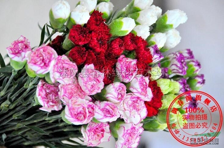 江蘇康乃馨種子花卉香草種子陽臺盆栽綠植四季可播種包開花100粒