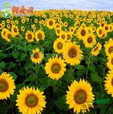 江蘇食用葵花種子 觀賞迷你矮生向日葵籽 生瓜子 向日葵高產(chǎn)型油葵籽