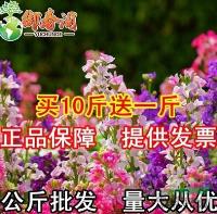 紫羅蘭花卉種子耐寒秋播四季易種室內(nèi)陽臺庭院綠植物盆栽批發(fā)5克行情報價\紫羅蘭花卉種子耐寒秋播四季易種室內(nèi)陽臺庭院綠植物盆栽批發(fā)5克圖片展示