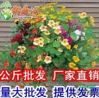 吊蘭植物種子 垂吊旱金蓮種子 24品種 盆栽旱荷花 金蓮花種子20粒報價/江蘇吊蘭植物種子 垂吊旱金蓮種子 24品種 盆栽旱荷花 金蓮花種子20粒報價