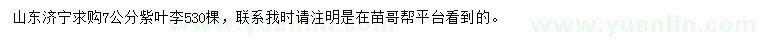 求購7公分紫葉李