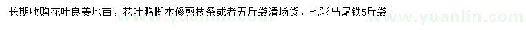 求購花葉良姜地苗、花葉鴨腳木枝條、七彩馬尾鐵