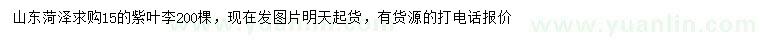 求購15公分紫葉李