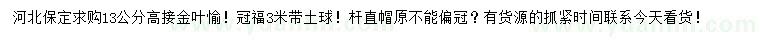 求購13公分高接金葉愉