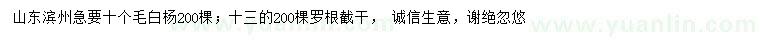 求購10、13公分毛白楊