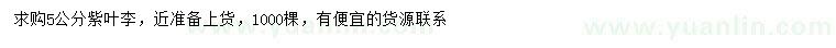 求購5公分紫葉李