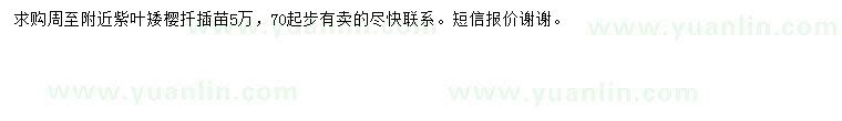 求購(gòu)紫葉矮櫻苗