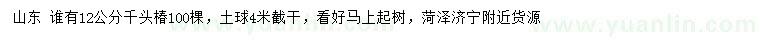 求購12公分千頭椿