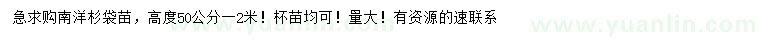 求購高50-200公分南洋杉袋苗