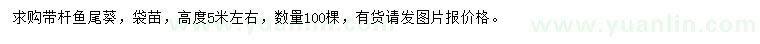 求購(gòu)高5米左右?guī)U魚(yú)尾葵袋苗