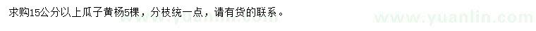 求購15公分以上瓜子黃楊