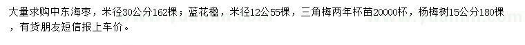 求購中東海棗、藍(lán)花楹、三角梅等