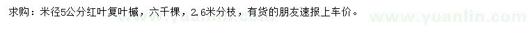 求購米徑5公分紅葉復(fù)葉槭