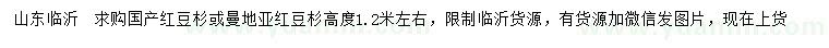 求購高1.2米左右國產(chǎn)紅豆杉、曼地亞紅豆杉