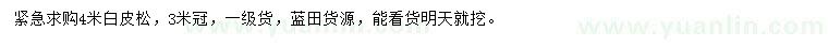 求購4米白皮松