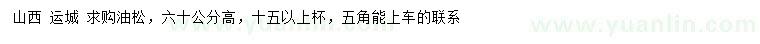 求購高60公分油松