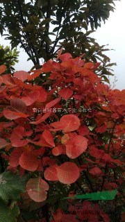 河南南陽黃櫨基地